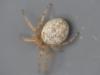 Larinioides sp.